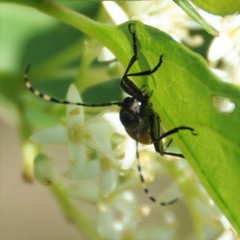 Brachyleptura