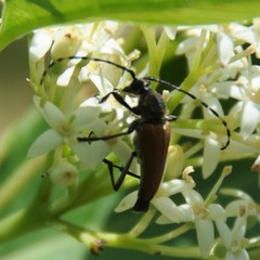 Brachyleptura