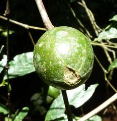 Rothmannia urcelliformis