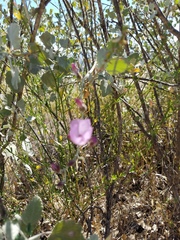 Malacothamnus gracilis