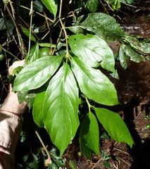 Rothmannia urcelliformis