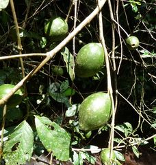 Rothmannia urcelliformis