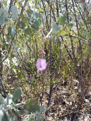 Malacothamnus gracilis