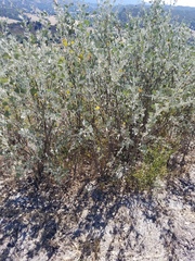 Malacothamnus gracilis