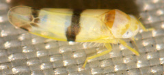 Empoa casta