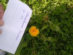 Taraxacum officinale