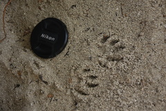 Procyon pygmaeus