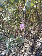 Malacothamnus gracilis