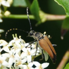 Brachyleptura