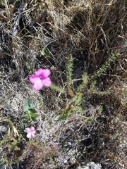 Linanthus californicus