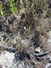 Linanthus californicus