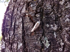 Antaeotricha