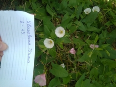 Convolvulus arvensis