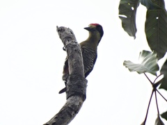 Melanerpes pulcher