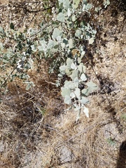 Malacothamnus gracilis