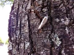 Antaeotricha