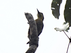 Melanerpes pulcher