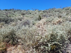 Malacothamnus gracilis