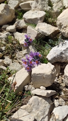 Linaria alpina alpina