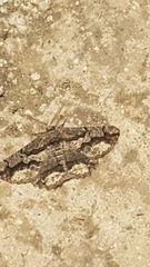 Menophra japygiaria