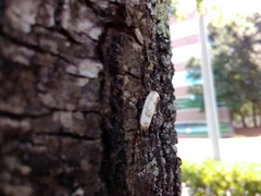 Antaeotricha