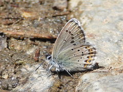 Plebejus idas