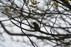 Cynanthus forficatus