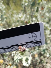 Malacothamnus gracilis