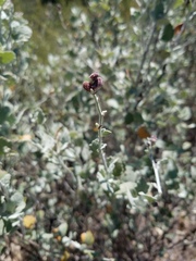 Malacothamnus gracilis