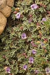 Astragalus kentrophyta tegetarius