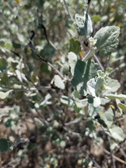 Malacothamnus gracilis