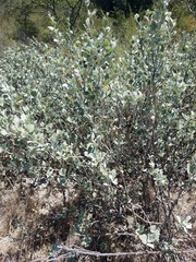 Malacothamnus gracilis