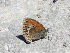 Coenonympha gardetta darwiniana
