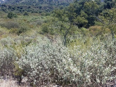 Malacothamnus gracilis