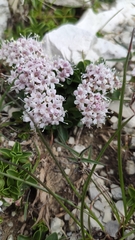 Valeriana supina