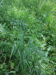 Silphiodaucus prutenicus