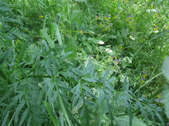 Silphiodaucus prutenicus