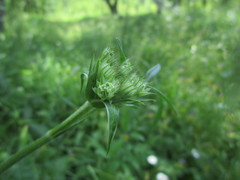 Silphiodaucus prutenicus