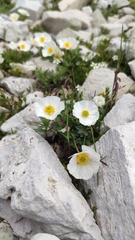 Ranunculus seguieri seguieri