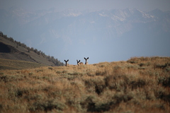 Odocoileus hemionus inyoensis