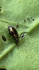 Phyllotreta striolata