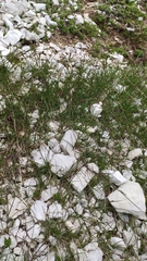 Poa cenisia