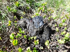 Canis lupus italicus