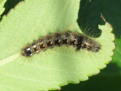 Acronicta rumicis