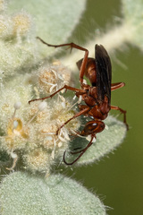 Tachypompilus unicolor