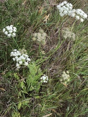 Oenanthe pimpinelloides