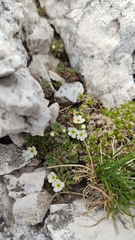 Androsace hausmannii