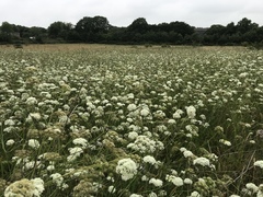 Oenanthe pimpinelloides