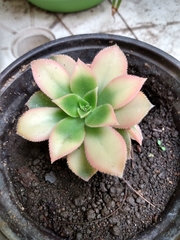 Echeveria secunda