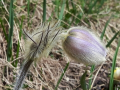 Pulsatilla vernalis